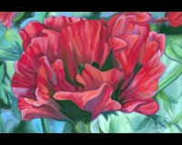 Red Poppy