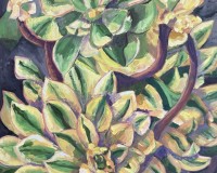 Succulant in Yellow Garb